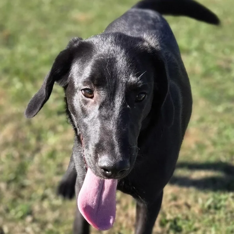 Daisy Mae thumbnail 4