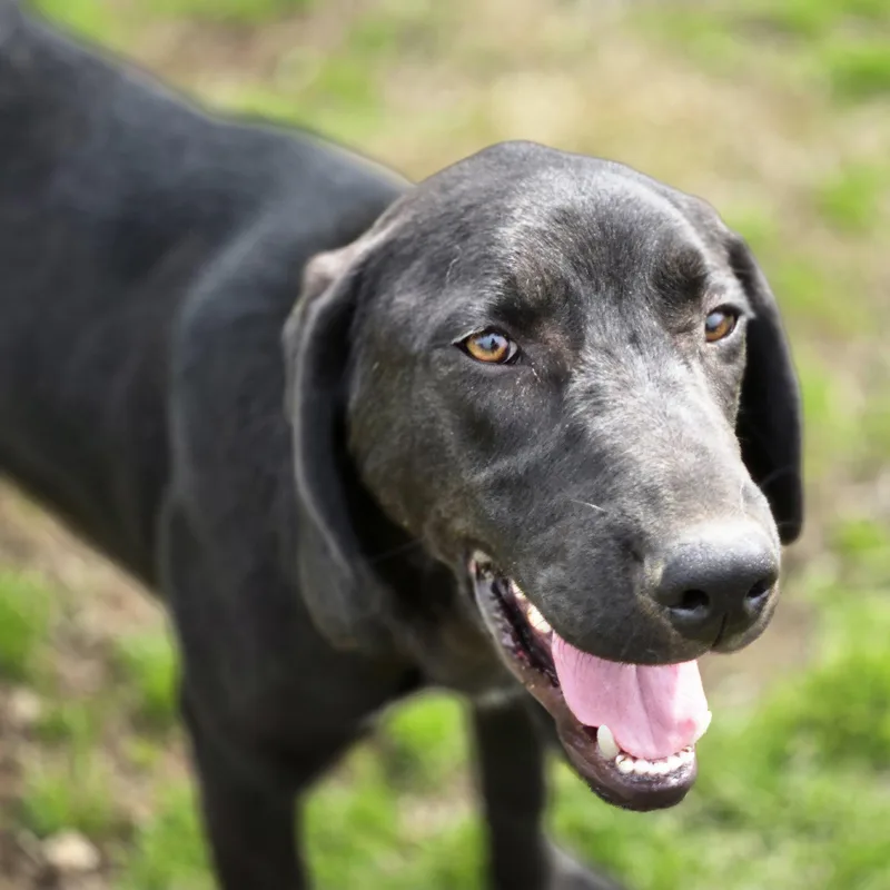 Daisy Mae thumbnail 5