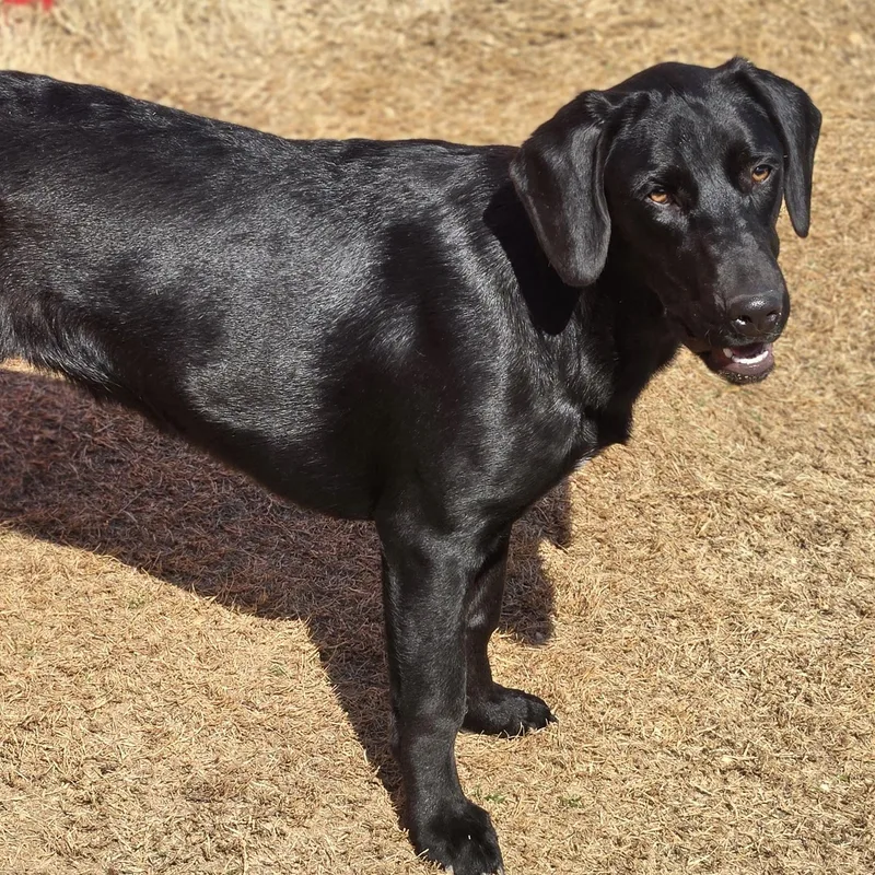 Daisy Mae thumbnail 6