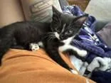 A baby medium-sized male Black Domestic Short Hair cat named Lupin for adoption in Newport, KY