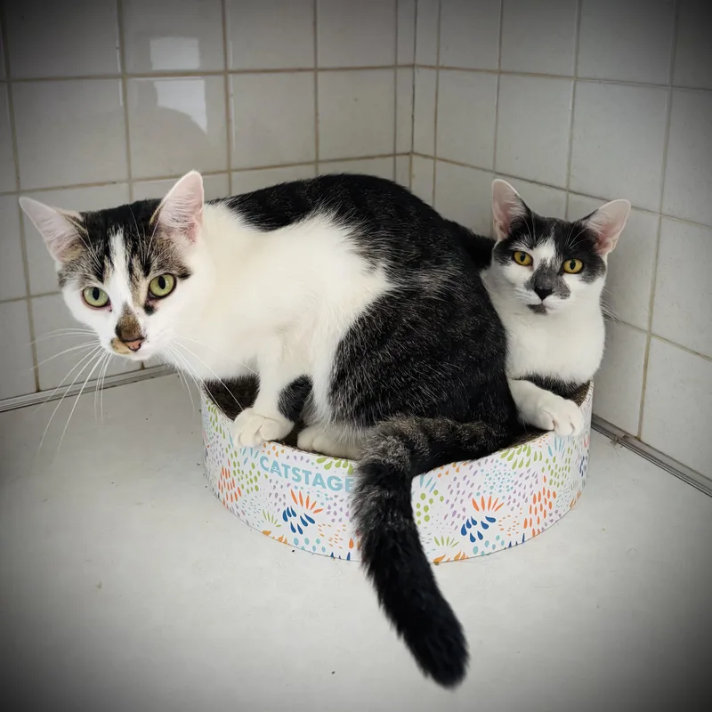 A young medium-sized female Tabby (Brown / Chocolate) Domestic Short Hair cat named Jenna Jackie for adoption in Buffalo, NY
