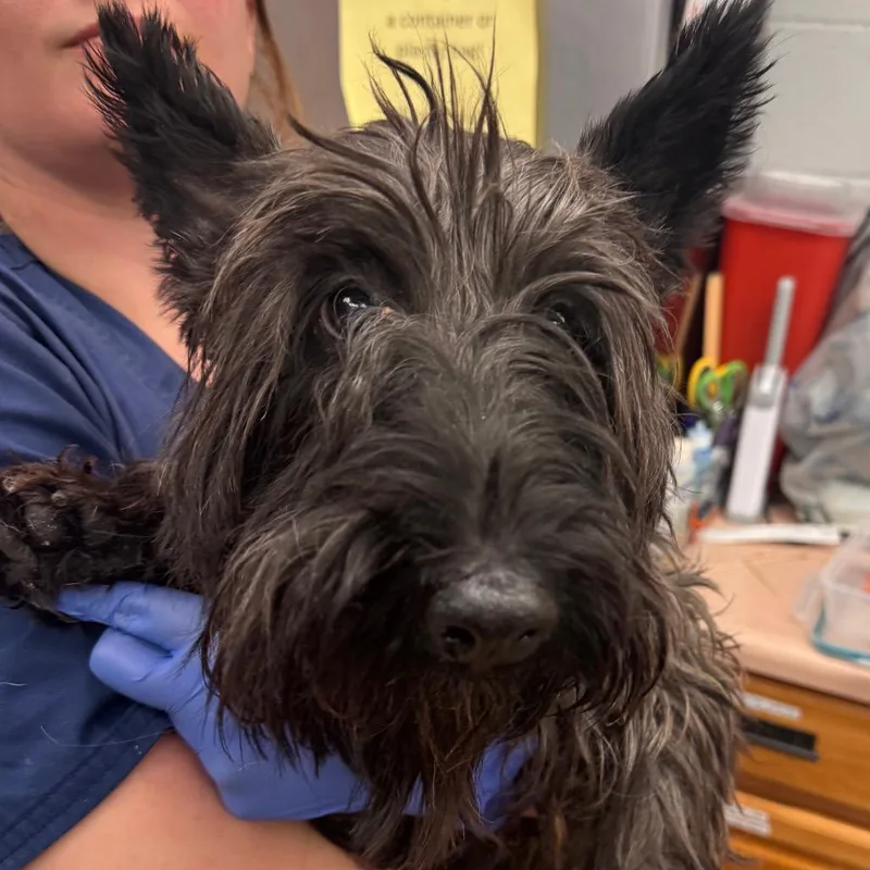 An adult small-sized male Black Scottish Terrier dog named Onyx for adoption in Birdsboro, PA