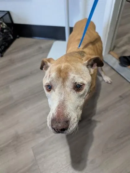 An adult large-sized female Pit Bull Terrier dog named Margo for adoption in Mansfield, TX