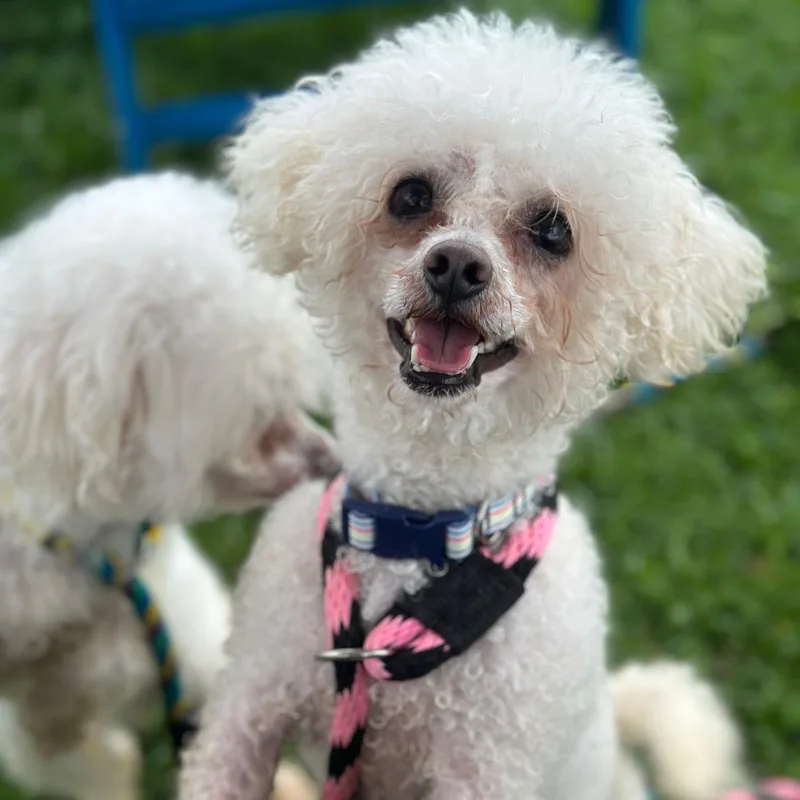 An adult small-sized male Bichon Frise dog named Snowball & Angel for adoption in Philadelphia, PA