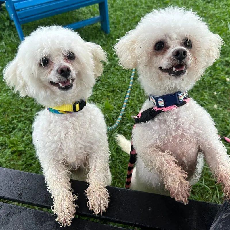 Snowball & Angel  thumbnail 3