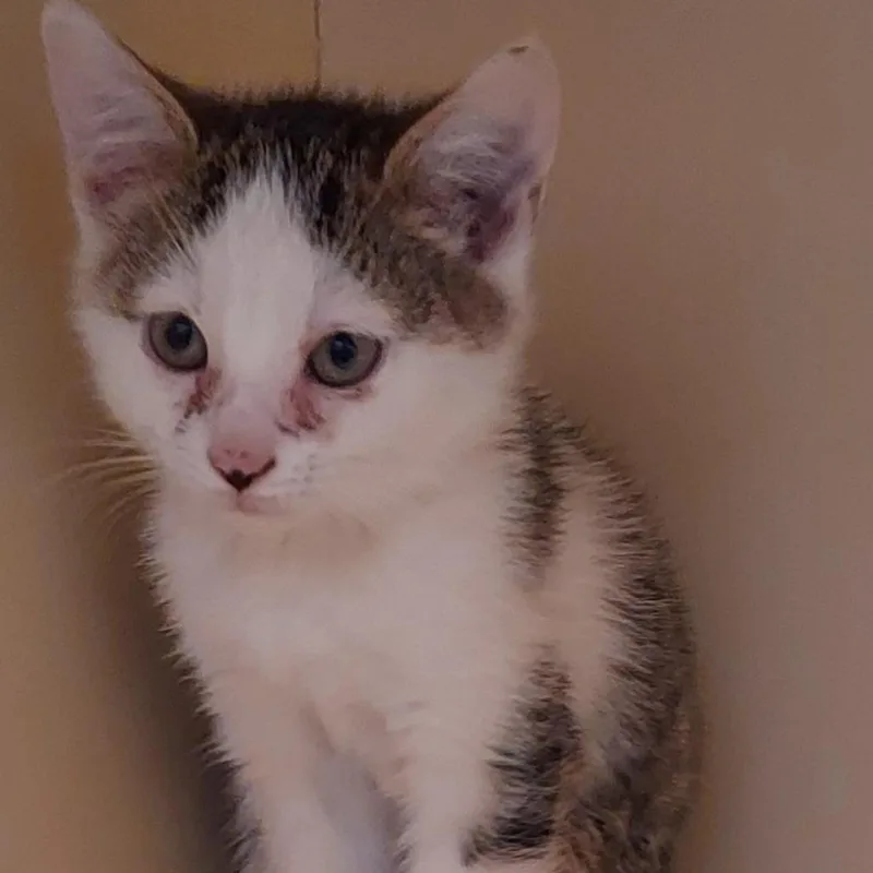 A baby small-sized female Brown / Chocolate Domestic Short Hair cat named Lime for adoption in Dayton, OH