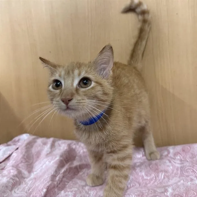 A baby small-sized male Orange / Red Domestic Short Hair cat named Alfie for adoption in Saint Louis, MO