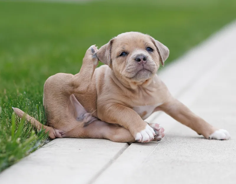 A baby medium-sized female Bulldog dog named French's Mustard for adoption in Grafton, OH