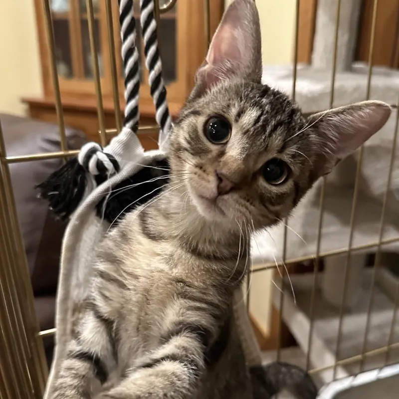 A baby small-sized male Brown / Chocolate Domestic Short Hair cat named Russet for adoption in Grantsville, UT