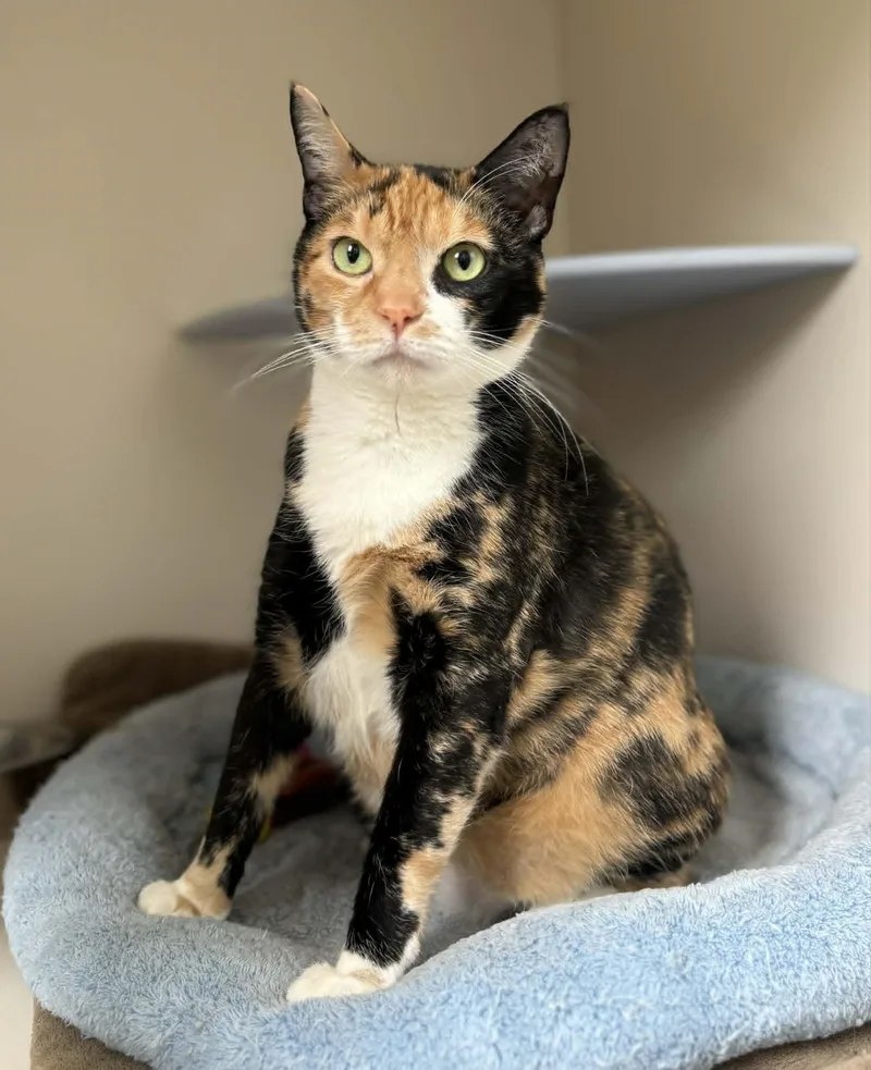 An adult medium-sized female Domestic Short Hair cat named Mittens for adoption in Elizabethtown, NY