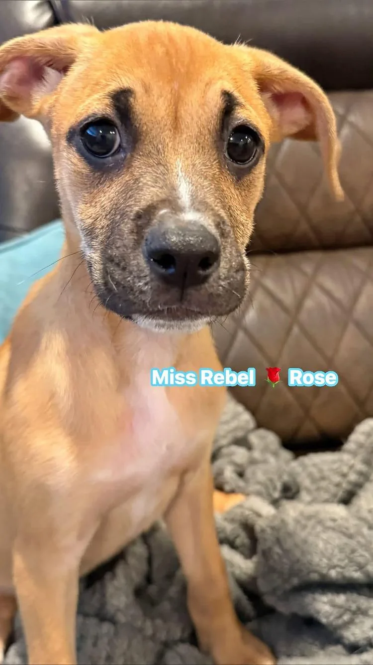 Rebel Rose
