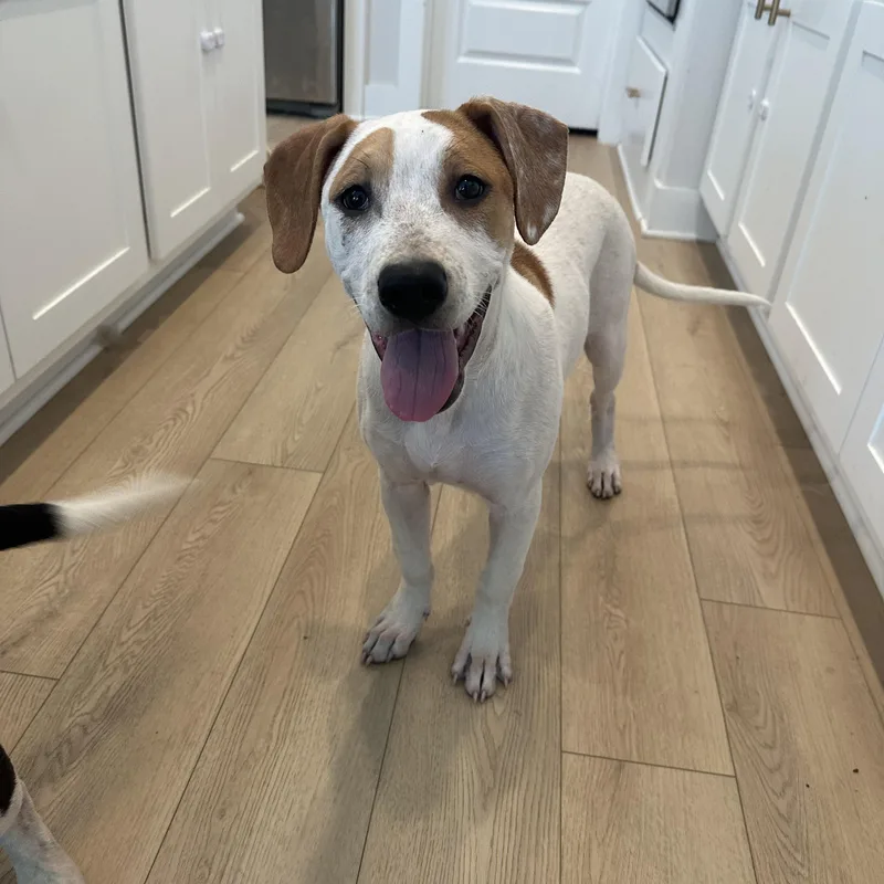 A young medium-sized male White / Cream Pointer dog named Dallas for adoption in Spring, TX