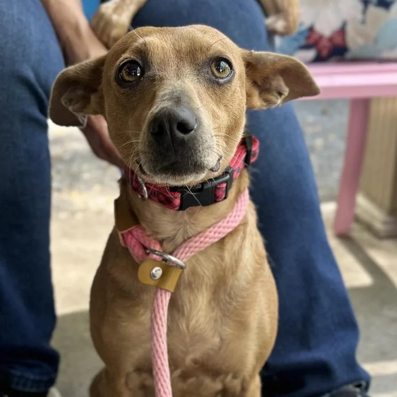 An adult small-sized female Yellow / Tan / Blond / Fawn Mixed Breed dog named Berry for adoption in Alexandria, VA