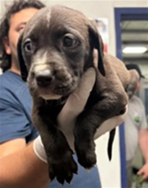 A baby small-sized female Pit Bull Terrier dog named Min for adoption in Bakersfield, CA