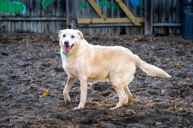 A senior large-sized male White / Cream Retriever dog named John Deere for adoption in Red Wing, MN