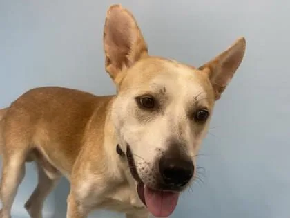 An adult large-sized male Carolina Dog dog named Simba for adoption in Coon Rapids, MN
