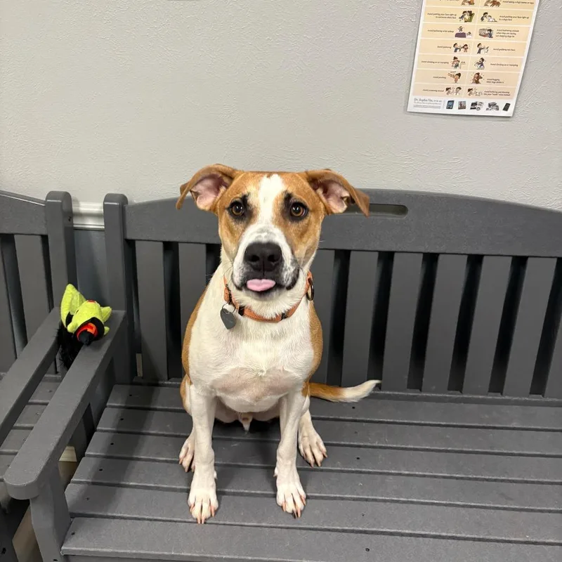 A young medium-sized male Brown / Chocolate Hound dog named Utz for adoption in Little Rock, AR