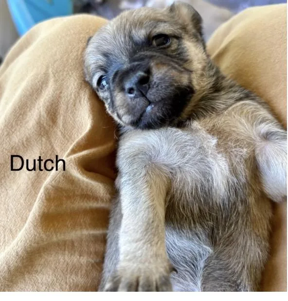 Dutch