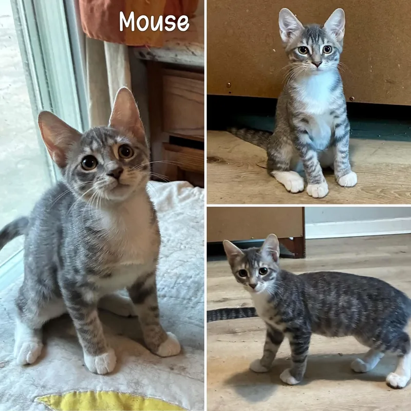 A baby medium-sized female Tabby cat named Beaver & Mouse for adoption in Gulfport, MS
