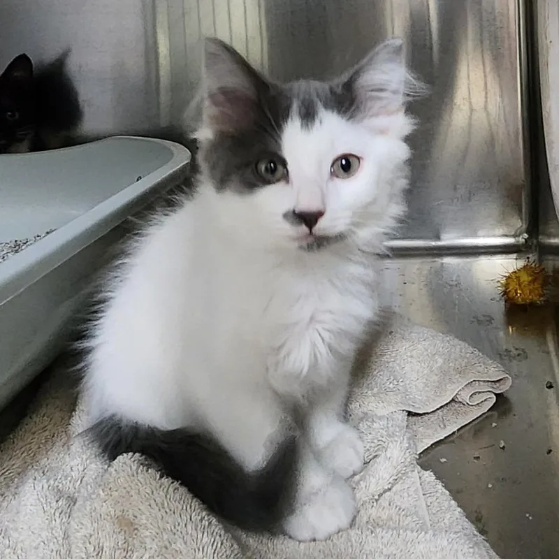 A baby small-sized male White Domestic Short Hair cat named Gillington Webber for adoption in Grand Rapids, MI