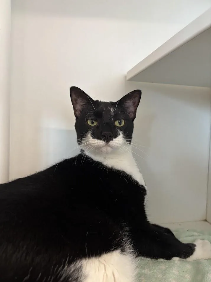 An adult large-sized female Black Domestic Short Hair cat named Isabella for adoption in Evanston, IL