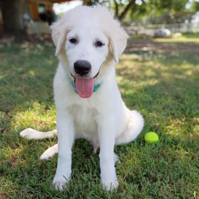 A baby large-sized male White / Cream Great Pyrenees dog named Sailor — the fluffiest for adoption in Houston, TX
