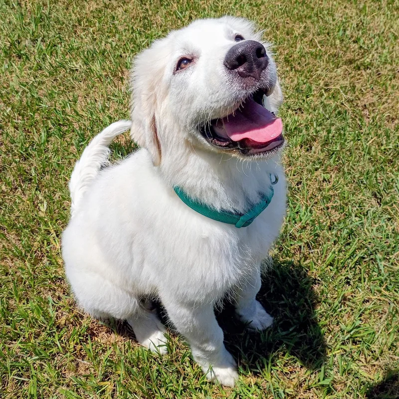 Sailor — the fluffiest thumbnail 2