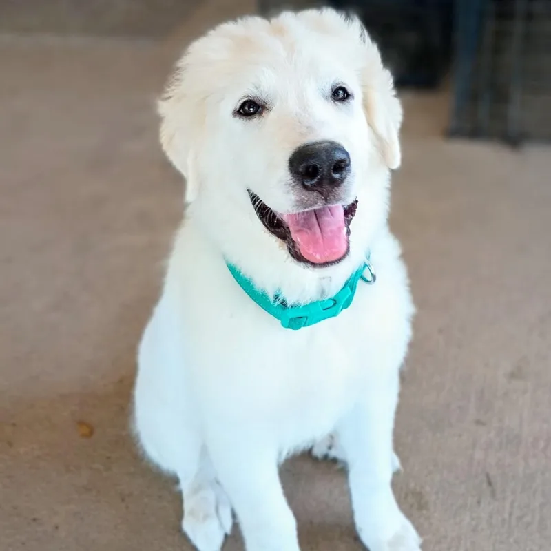 Sailor — the fluffiest thumbnail 3