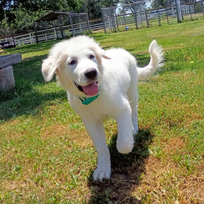 Sailor — the fluffiest thumbnail 4