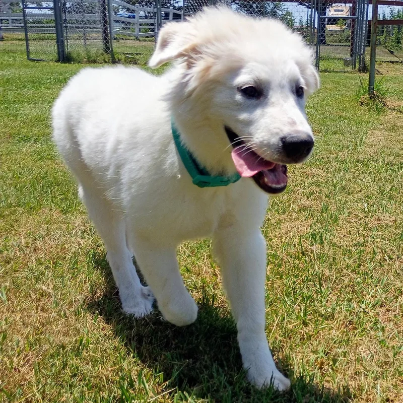 Sailor — the fluffiest thumbnail 5