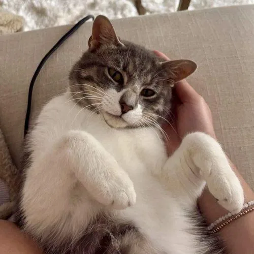 Meowzart thumbnail 2