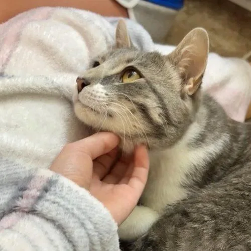 Meowzart thumbnail 3