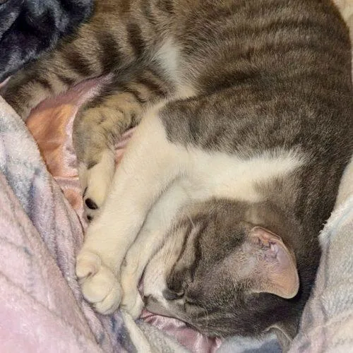 Meowzart thumbnail 4