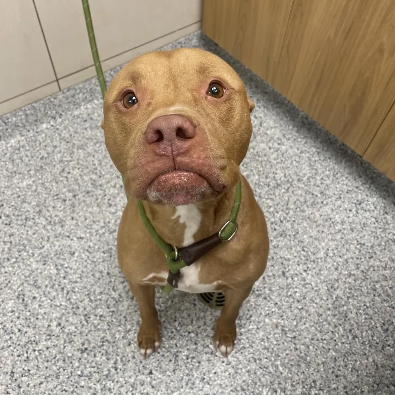 Canelo