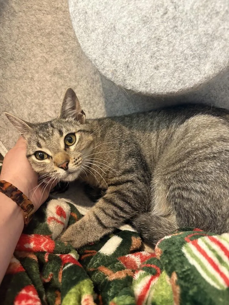 A young medium-sized male Gray / Blue / Silver Domestic Short Hair cat named Anchovy for adoption in Dallas, TX