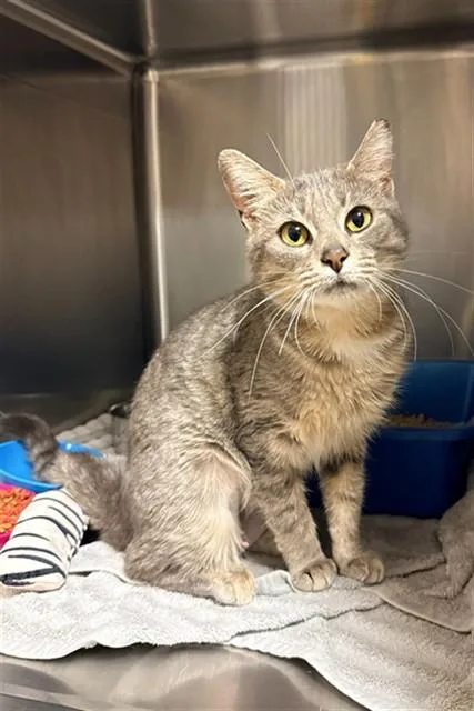 An adult medium-sized female Domestic Short Hair cat named Luffy for adoption in Statesville, NC