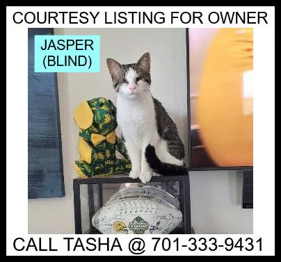 An adult medium-sized female Tabby (Gray / Blue / Silver) Domestic Short Hair cat named Jasper  Courtesy Listing for adoption in Valley City, ND