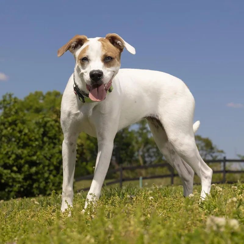 A young small-sized female White / Cream Terrier dog named Luna for adoption in Franklin, TN