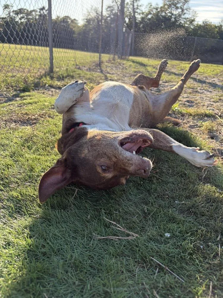 Big Mack thumbnail 4