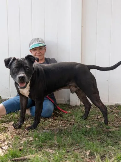 An adult large-sized male Mixed Breed dog named Rodrick for adoption in Chamblee, GA