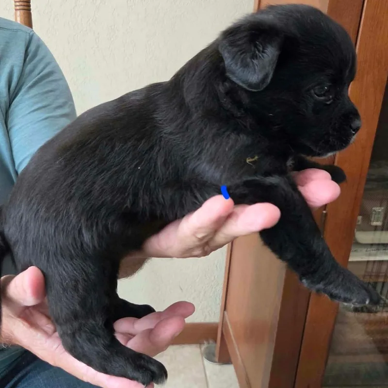 A baby small-sized female Shepherd dog named Farrah for adoption in Wadena, MN