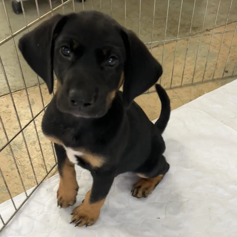 A baby medium-sized male Black Shepherd dog named Johnny for adoption in Phoenix, MD