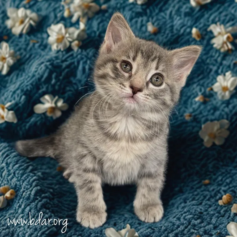 A baby small-sized female Gray / Blue / Silver Domestic Short Hair cat named Luna for adoption in Cheyenne, WY