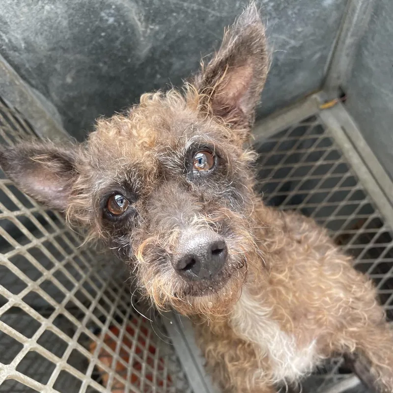 An adult small-sized female Black Terrier dog named Teresa for adoption in Edinburg, TX