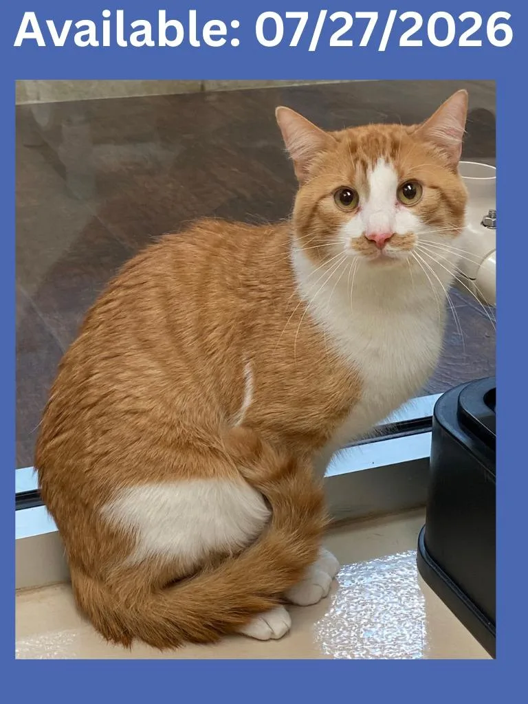 A baby medium-sized male Domestic Short Hair cat named Cat Display  Crimson for adoption in Greenville, TX