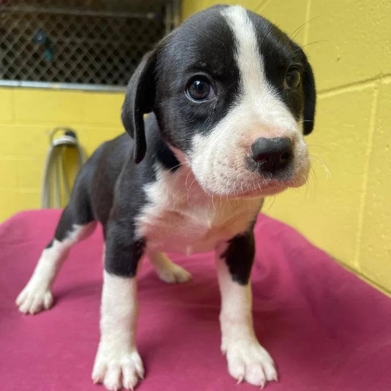 A baby small-sized female Black Mixed Breed dog named Rhythm for adoption in Valley, AL