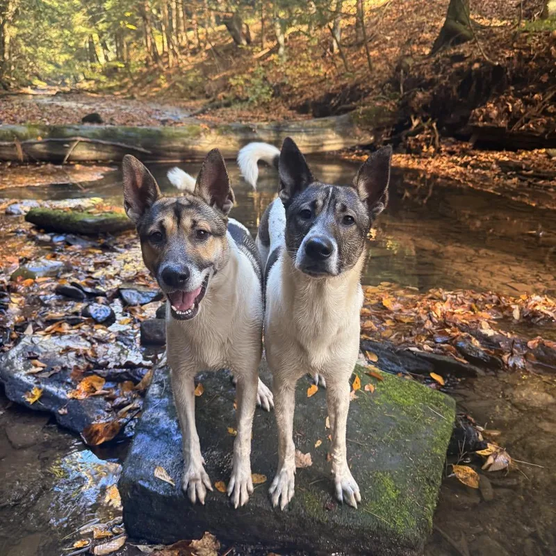 A young medium-sized male Australian Cattle Dog / Blue Heeler dog named Crocket and Boone for adoption in Milford, NY