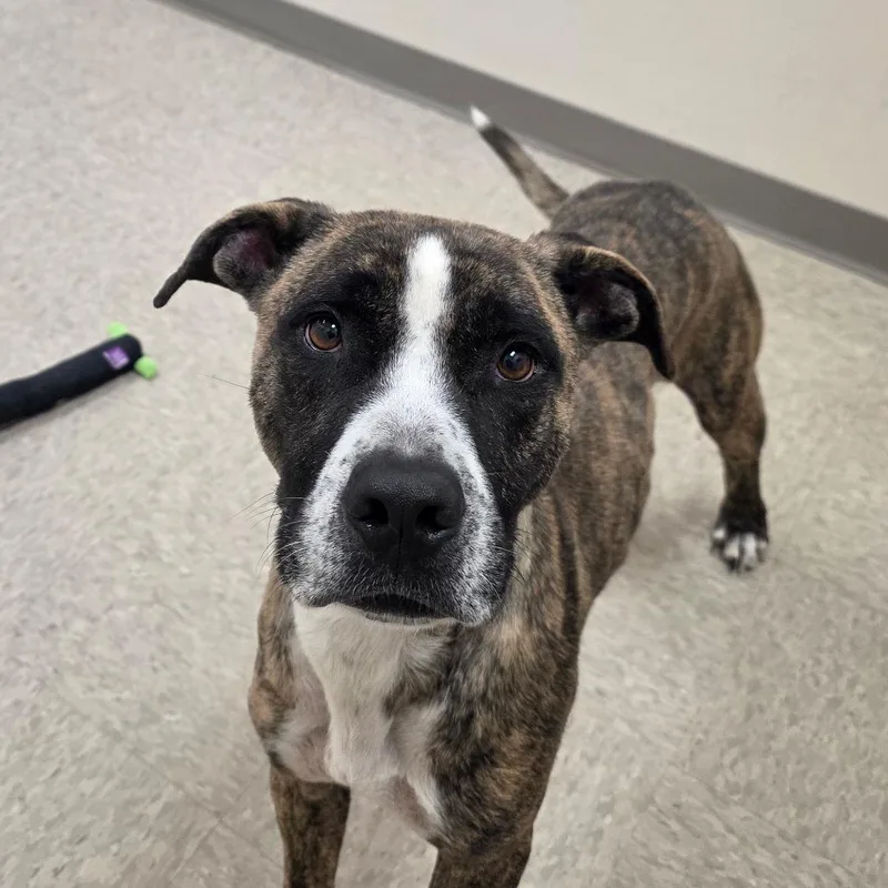 An adult medium-sized male Pit Bull Terrier dog named Alabama for adoption in Chatham, VA