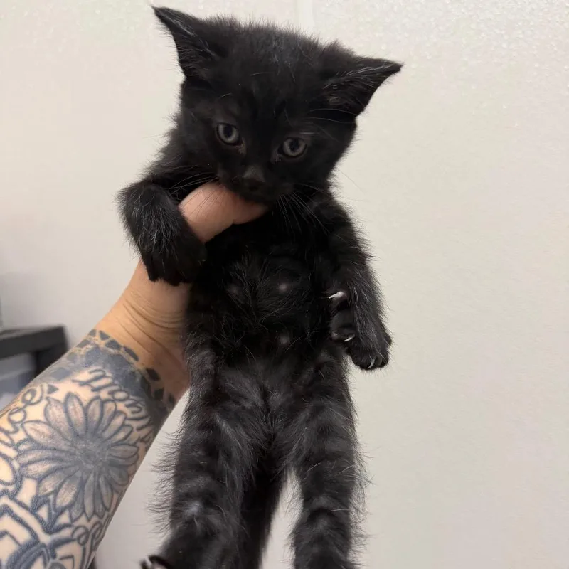 A baby small-sized female Black Domestic Short Hair cat named Cherry for adoption in Morganton, NC