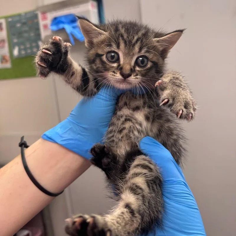 A baby small-sized male Brown / Chocolate Domestic Short Hair cat named Spicy Tigger for adoption in Columbiana, AL